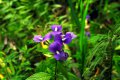 OTACANTHUS. Brésil. Scrophulariaceae. 0,5-0,8m
